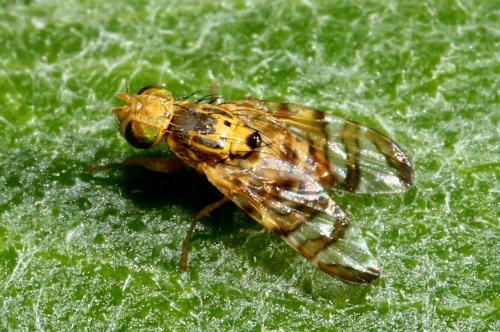 Réf. 187 740 : Chaetostomella cylindrica